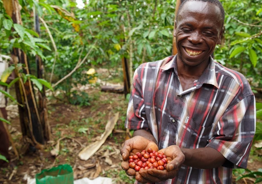 Ugandan Coffee