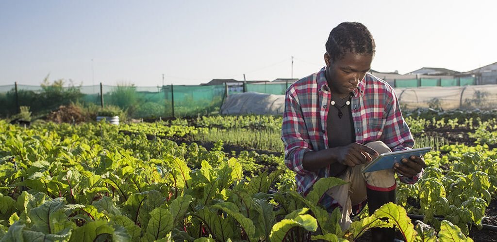 smallholder