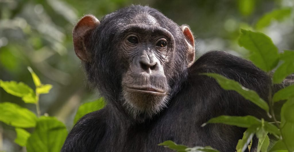 Uganda 