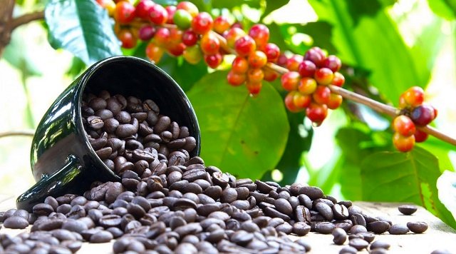 A picture of coffee in a cup with a coffee berries in the background
