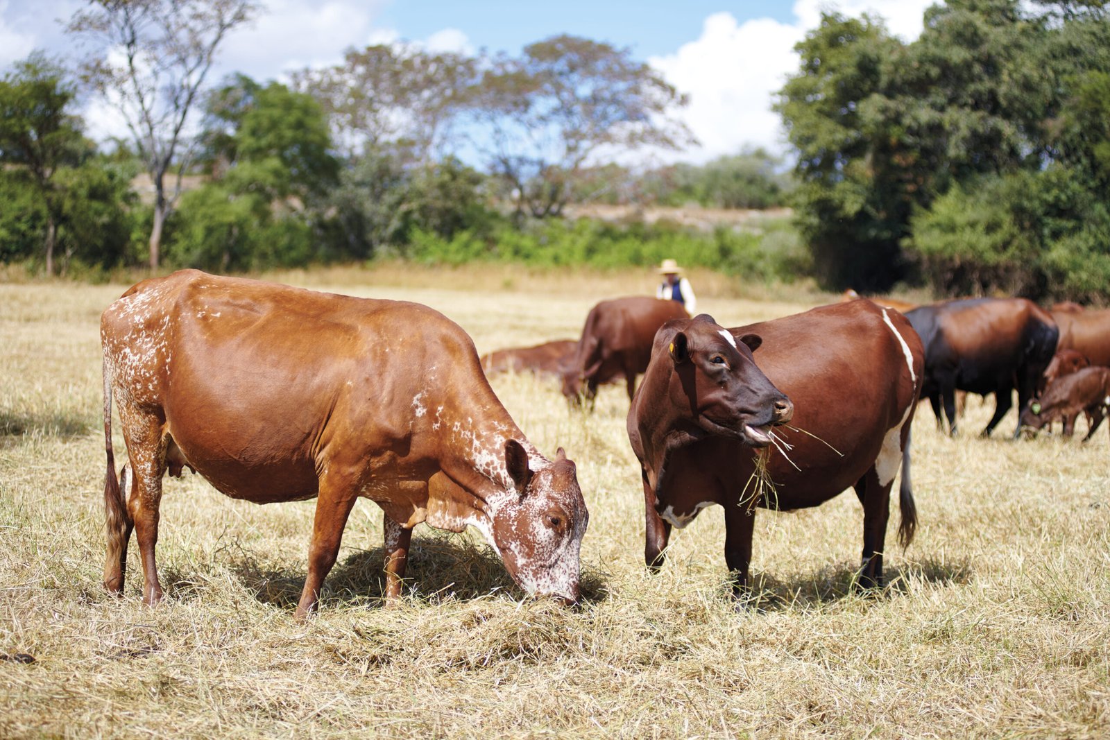 Cows grazing on hay as part of efforts to promote sustainable and climate-resilient dairy farming practices in East Africa.
