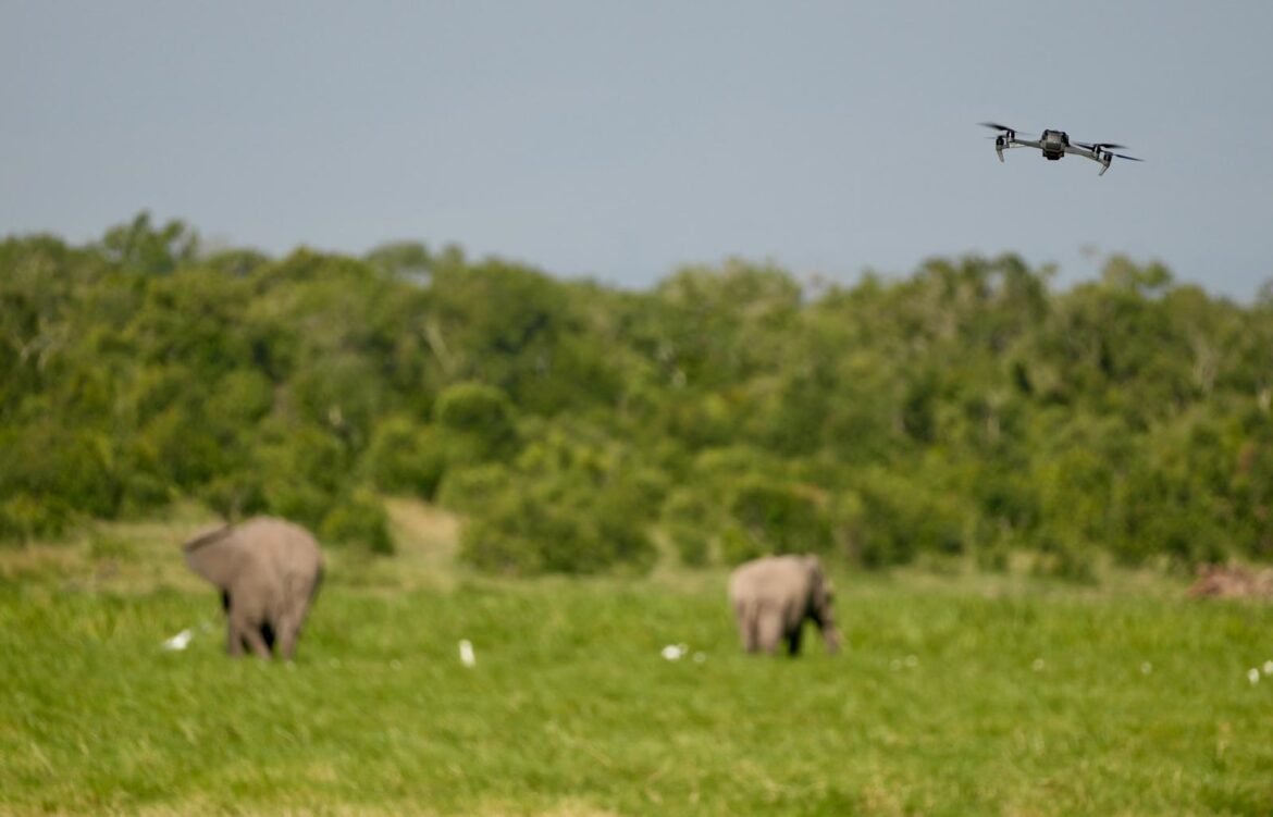 A drone captures aerial footage of elephants during wildlife monitoring operations.